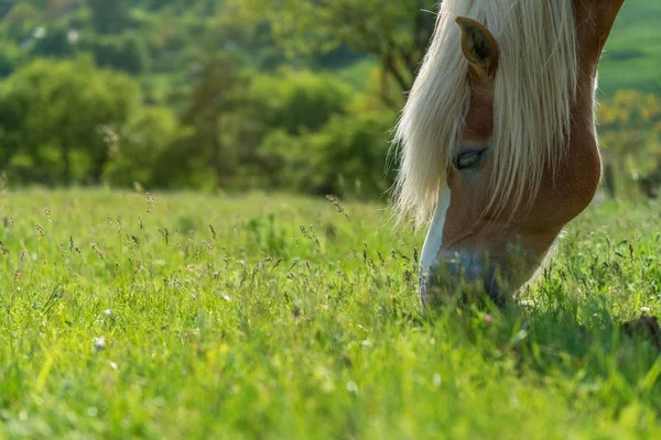 Horse grazing in a pasture with grass — Stock Photo, Image