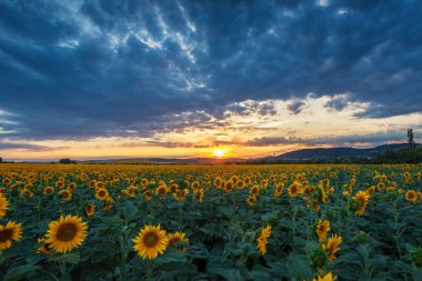 Gün batımında ayçiçeği tarlası 