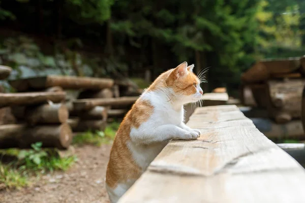 사냥 오렌지 고양이 — 스톡 사진
