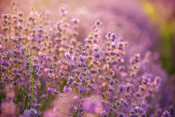 Blommande lavendel i ett fält vid solnedgången. — Stockfoto