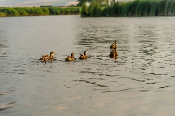 Patos salvajes nadando en un estanque —  Fotos de Stock