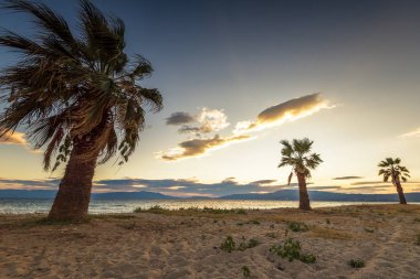 Hindistan cevizi palmiye ağaçları renkli günbatımı karşı 