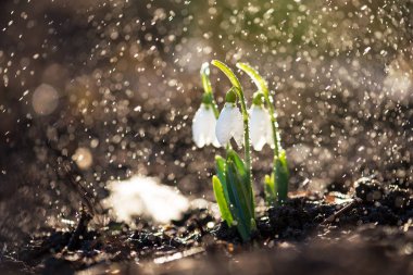 Kardelen ilk bahar çiçekleri.