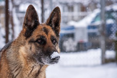 Alman çoban köpeği karda.