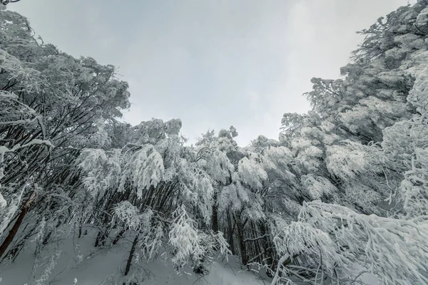 Belles chutes de neige dans un paysage forestier hivernal de rêve . — Photo