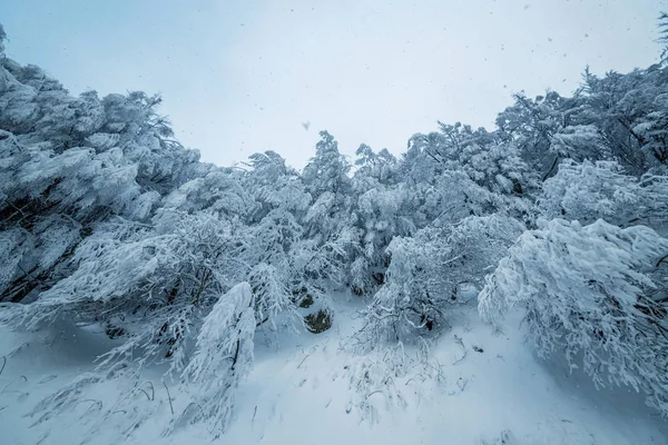 Belles chutes de neige dans un paysage forestier hivernal de rêve . — Photo