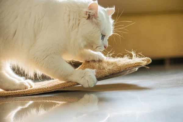 White cat and scratching post. — Stock Photo, Image