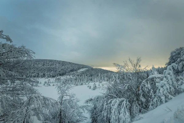 Temporada de invierno bosque paisaje . —  Fotos de Stock