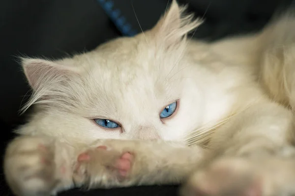 Gato branco relaxante no sofá . — Fotografia de Stock