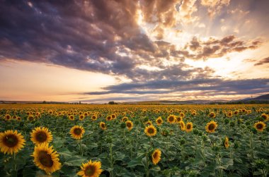 Gün batımında ayçiçeği tarlası.