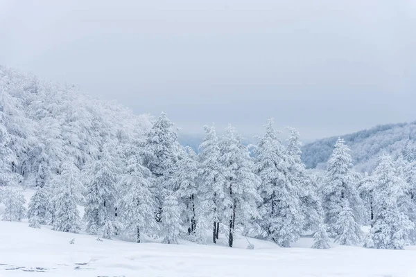 stock image Winter landscape of the mountain.