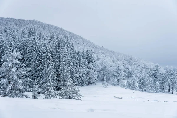 Paysage hivernal de la montagne . — Photo