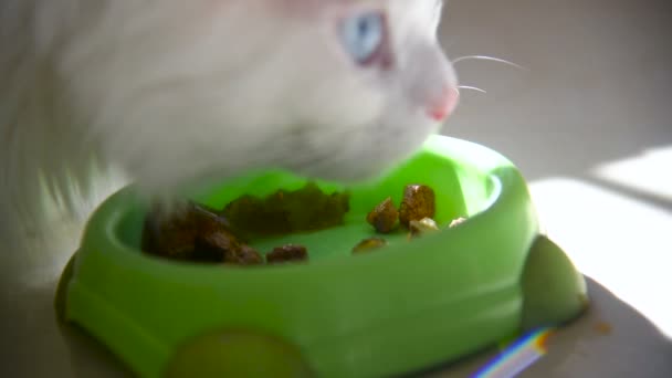 Pisica Albă Persiană Pufoasă Mâncând Lăcomie Din Castron — Videoclip de stoc