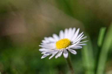 Güzel yalnız alan papatya çiçek.