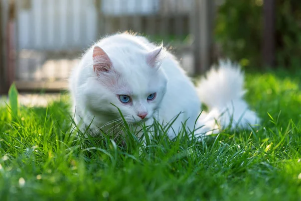 고양이 잔디에서 휴식 — 스톡 사진