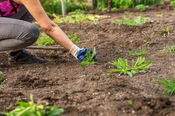 Woman working at garden. — Stock Photo, Image