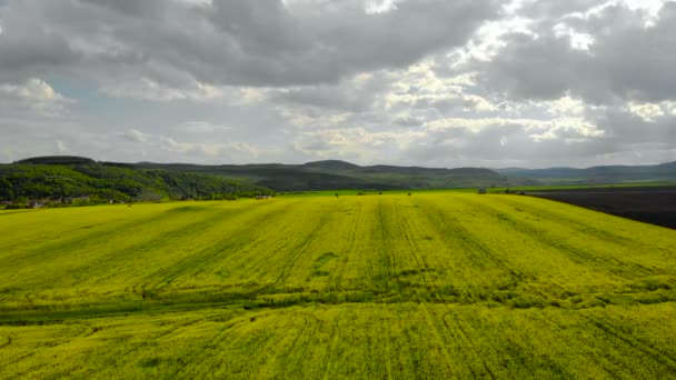 照相机飞行在开花的油菜籽领域 可再生能源 农民用无人机检查耕地 保加利亚生产生物燃料 — 图库视频影像