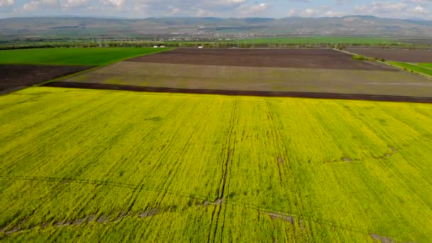 Kamera Uçuş Çiçek Açan Kolza Tohumu Alanın Üzerinde Yenilenebilir Enerji — Stok video