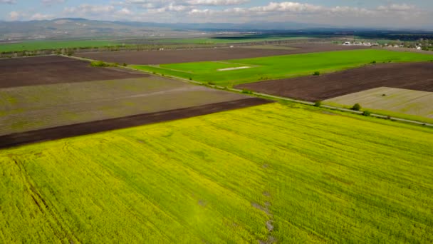 開花菜の花フィールド上カメラ飛行 再生可能エネルギー源 農民は耕作地の検査する無人偵察機を使用します ブルガリアでのバイオ燃料の生産 — ストック動画