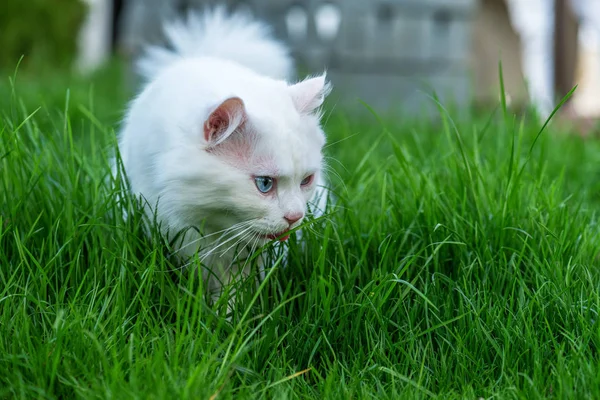 풀밭을 보고 있는 귀여운 흰 고양이. — 스톡 사진