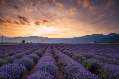 Lavanta çiçeği alan gün batımında.