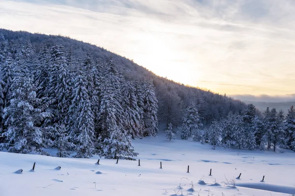 Forest pine trees in winter covered with snow in evening sunligh — Stock Photo, Image
