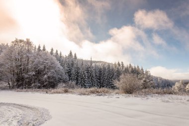 Kışın ormanlık çam ağaçları akşam güneşliğinde karla kaplanır.
