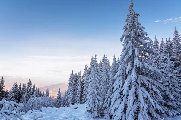 Pin forestier en hiver couvert de neige en soirée ensoleillé — Photo