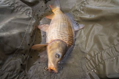 Sazan. Cyprinus Carpio detaylı olarak.