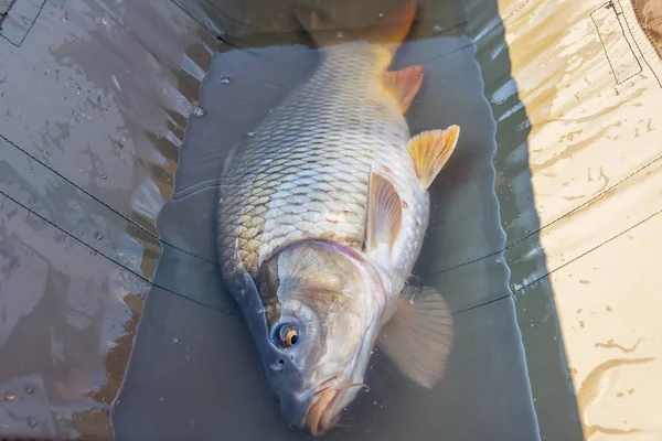 A Carpa. Cyprinus Carpio em detalhe . — Fotografia de Stock