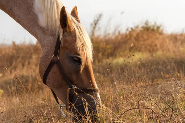 Caballo pastando en un pasto con hierba . —  Fotos de Stock