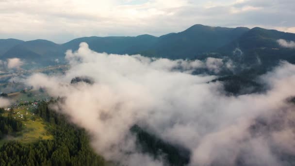 Vue aérienne de la belle forêt de sapins. Journée ensoleillée d'été et ciel bleu .