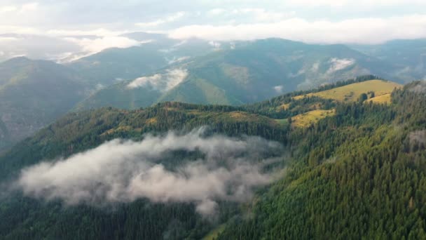 Vista Aérea Bela Floresta Abeto Dia Verão Ensolarado Céu Azul — Vídeo de Stock