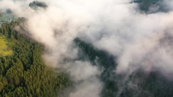 Vista Aérea Bela Floresta Abeto Dia Verão Ensolarado Céu Azul — Vídeo de Stock