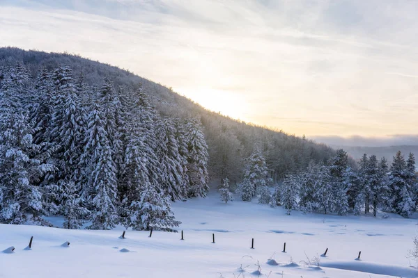 Pin forestier en hiver couvert de neige en soirée ensoleillé — Photo