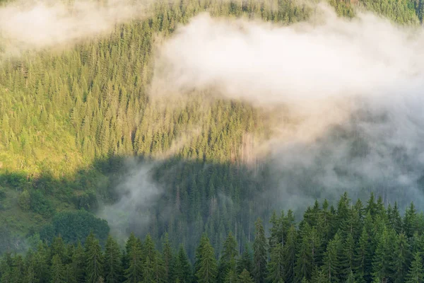 Aérea de bosque de pinos con niebla que fluye . — Foto de Stock