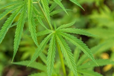 Esrar esrar yaprak arka plan.