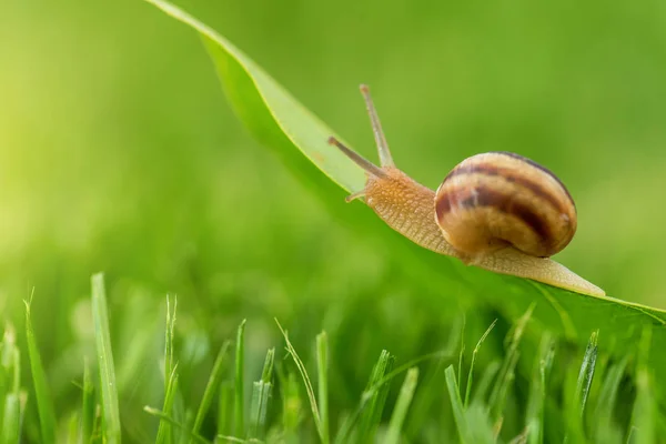 Beautiful lovely snail in grass with morning dew. — Stock Photo, Image