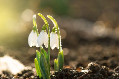Kardelen ilk bahar çiçekleri.