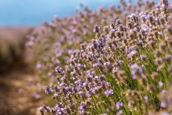 Blooming lavender in a field at sunset. — Stock Photo, Image