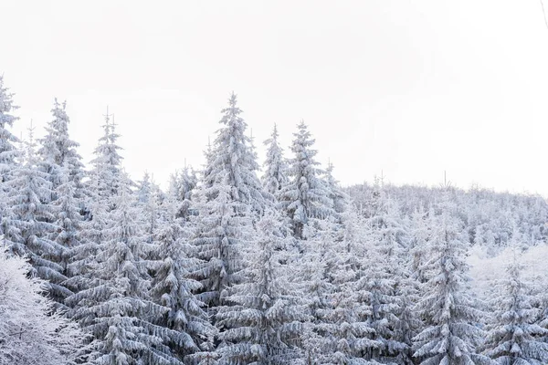 Paisaje Nevado Atardecer Árboles Congelados Invierno Bulgaria —  Fotos de Stock