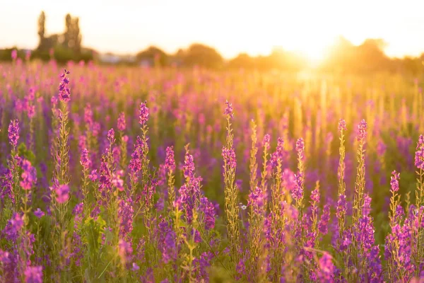 Maravillosa Puesta Sol Fantástico Paisaje Colorido Con Flores Altramuz Azul —  Fotos de Stock