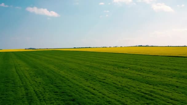 Increíble Campo Amarillo Colza Cielo Azul Con Nubes — Vídeo de stock