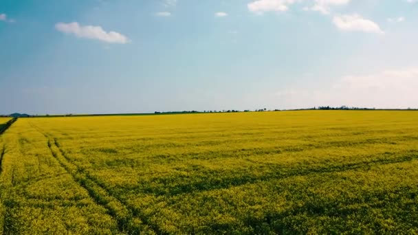 Úžasné Žluté Pole Řepkových Semen Modrá Obloha Mraky — Stock video