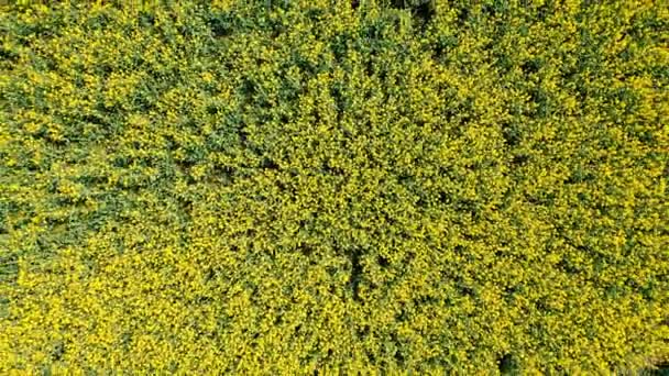 令人惊奇的黄色的油菜地 蓝天的云彩 — 图库视频影像
