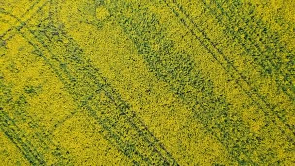 Amazing Yellow Field Rapeseeds Blue Sky Clouds — Stock Video