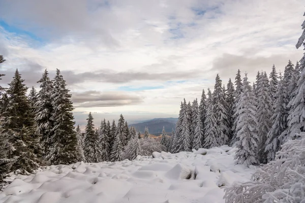 Paysage Enneigé Coucher Soleil Arbres Gelés Hiver Bulgarie — Photo