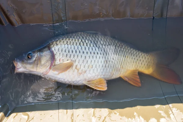 Carpa Viva Altalena Catturata All Alba — Foto Stock