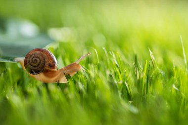 Güzel bir salyangoz sabah çiğ, makro, yumuşak odaklı.