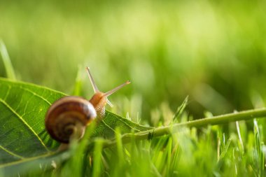Sabah çiğ taneli güzel bir salyangoz.